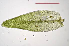 Attēlu rezultāti vaicājumam “Orthotrichum, Nyholmiella”