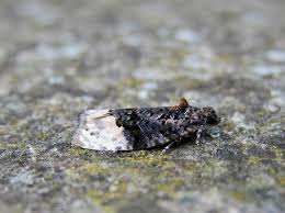 Attēlu rezultāti vaicājumam “Apotomis betuletana”