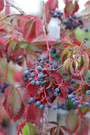 Attēlu rezultāti vaicājumam “Parthenocissus quinquefolia”