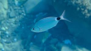 Image result for Oblada melanurus