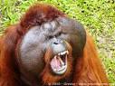 Borneo Orangutan
