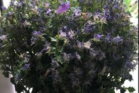 Attēlu rezultāti vaicājumam “Consolida regalis bud”