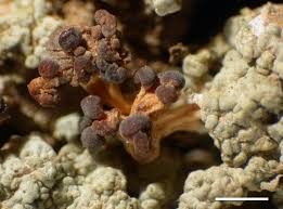 Attēlu rezultāti vaicājumam “Baeomyces rufus”