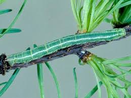 Attēlu rezultāti vaicājumam “Dysstroma truncata”