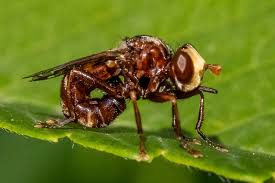 Attēlu rezultāti vaicājumam “Sicus ferrugineus”