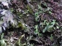 Attēlu rezultāti vaicājumam “Fissidens arnoldii”