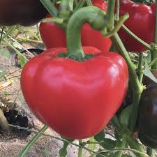 Afbeeldingsresultaat voor topepo giallo sweet pepper