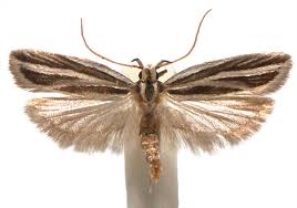 Attēlu rezultāti vaicājumam “Scythrididae”