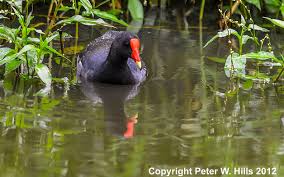 Attēlu rezultāti vaicājumam “Gallinula chloropus adult”