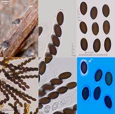 Attēlu rezultāti vaicājumam “Sordaria fimicola”
