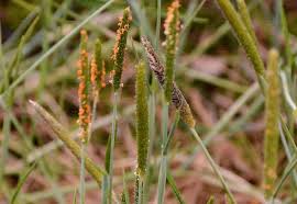 Attēlu rezultāti vaicājumam “Alopecurus aequalis”
