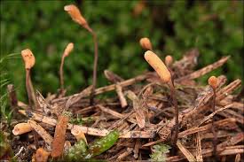 Attēlu rezultāti vaicājumam “Heyderia abietis”