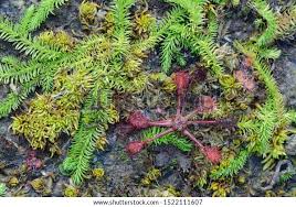 Attēlu rezultāti vaicājumam “Lycopodiella inundata”