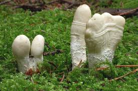 Attēlu rezultāti vaicājumam “Podostroma leucopus”