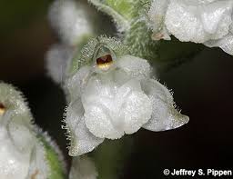 Attēlu rezultāti vaicājumam “Goodyera repens fruit”