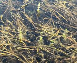 Attēlu rezultāti vaicājumam “Potamogeton compressus”