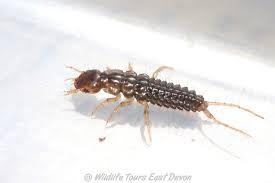 Attēlu rezultāti vaicājumam “Nebria brevicollis”