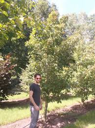 Attēlu rezultāti vaicājumam “Acer rufinerve”