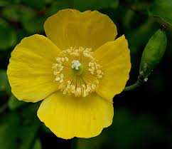 Image result for Meconopsis cambrica
