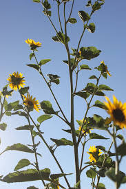 Attēlu rezultāti vaicājumam “Helianthus annuus”