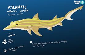 Image result for Paragaleus pectoralis