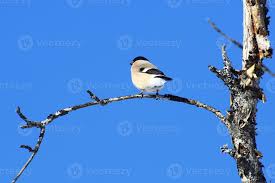 Attēlu rezultāti vaicājumam “Pyrrhula pyrrhula female”