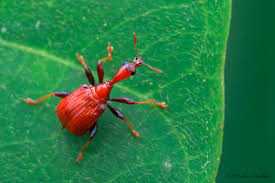 Attēlu rezultāti vaicājumam “Attelabidae”