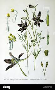 Attēlu rezultāti vaicājumam “Consolida regalis bud”