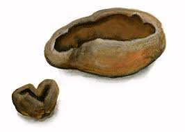 Attēlu rezultāti vaicājumam “Otidea bufonia”