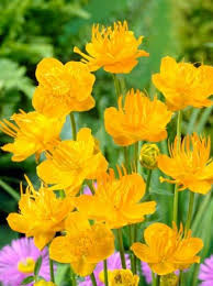 Image result for Trollblume