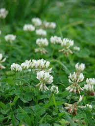 Attēlu rezultāti vaicājumam “Trifolium repens flower”