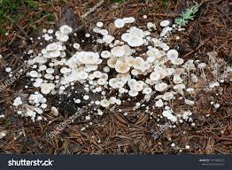 Attēlu rezultāti vaicājumam “Collybia tuberosa”