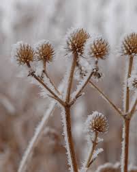 Attēlu rezultāti vaicājumam “Galium boreale bud”