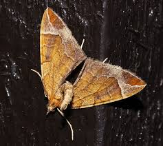 Attēlu rezultāti vaicājumam “Eulithis pyropata”