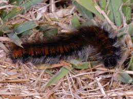 Attēlu rezultāti vaicājumam “Macrothylacia rubi larva”