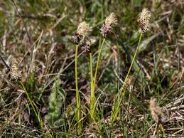 Attēlu rezultāti vaicājumam “Carex ericetorum”