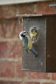 Attēlu rezultāti vaicājumam “Cyanistes caeruleus adult”