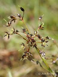 Attēlu rezultāti vaicājumam “Luzula pilosa”