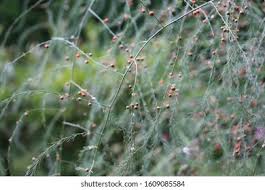 Attēlu rezultāti vaicājumam “Asparagus officinalis fruit”