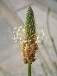 Attēlu rezultāti vaicājumam “Plantago lanceolata flower”
