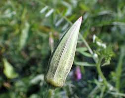 Attēlu rezultāti vaicājumam “Armeria vulgaris bud”