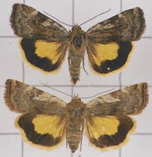 Attēlu rezultāti vaicājumam “Cryptocala chardinyi”