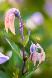 Attēlu rezultāti vaicājumam “Campanula persicifolia bud”