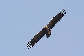 Attēlu rezultāti vaicājumam “Aquila pomarina”