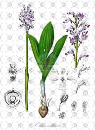 Attēlu rezultāti vaicājumam “Orchis militaris leaf”