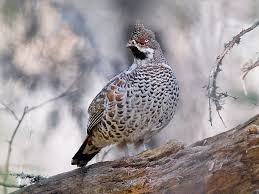 Attēlu rezultāti vaicājumam “Tetrastes bonasia”