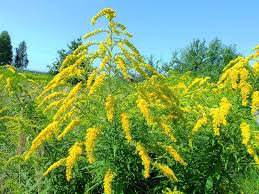 Attēlu rezultāti vaicājumam “Solidago canadensis”
