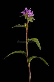 Attēlu rezultāti vaicājumam “Campanula glomerata fruit”