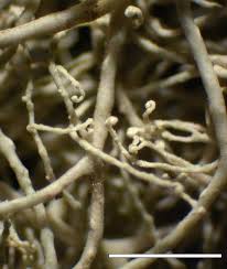 Attēlu rezultāti vaicājumam “Ramalina thrausta”