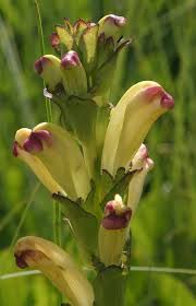Attēlu rezultāti vaicājumam “Pedicularis sceptrum-carolinum leaf”